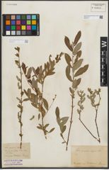 Foto von Salix purpurea L. x Salix repens L.